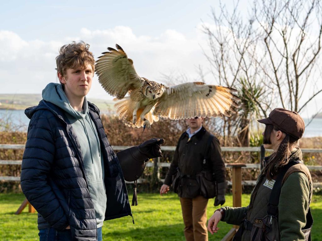 An owl about to land on a visitors arm with a falconer watching on in the background