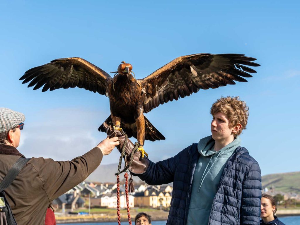 A falcon wearing a hood sitting on a mans arm