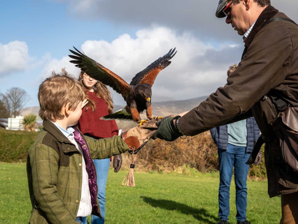 A young boy about to hold a hawk