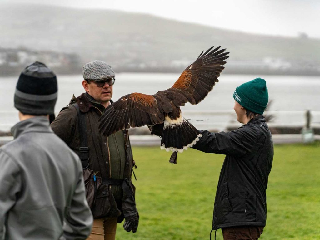 A falcon taking flight from a young persons arm