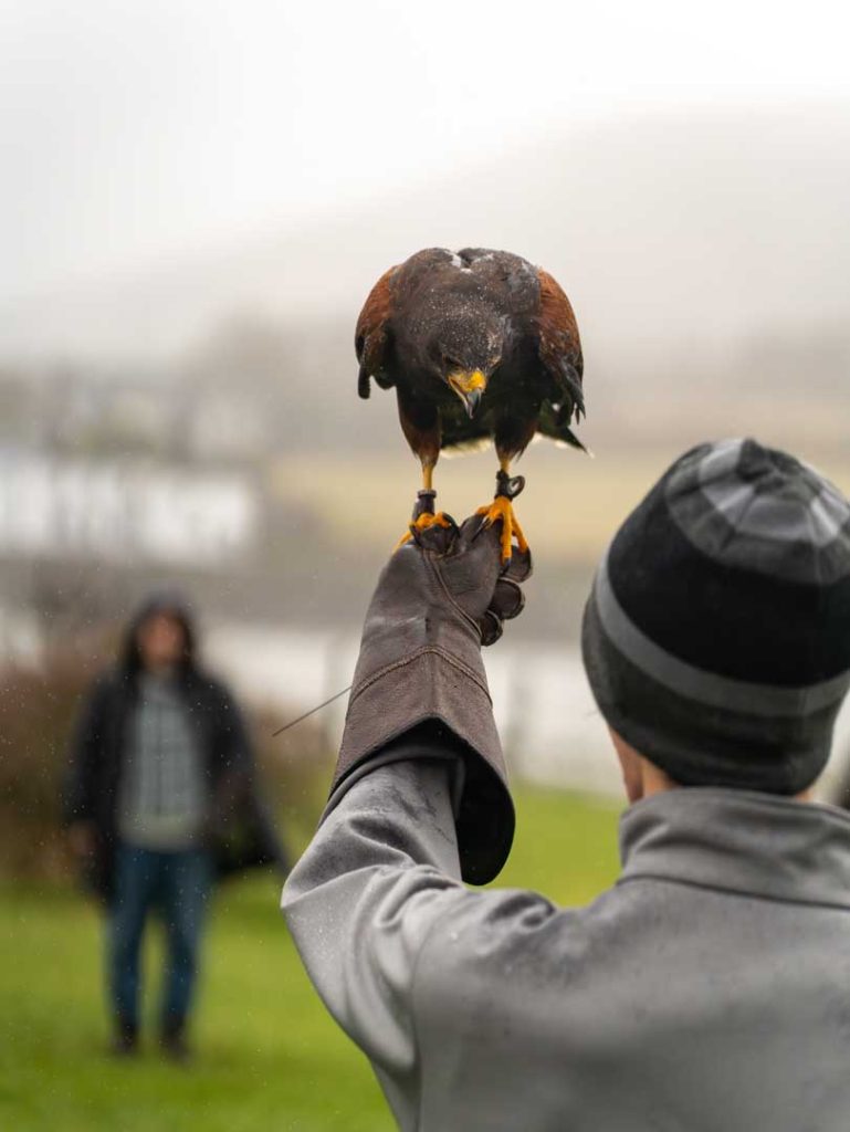 A man looks at a bird under light misty rain