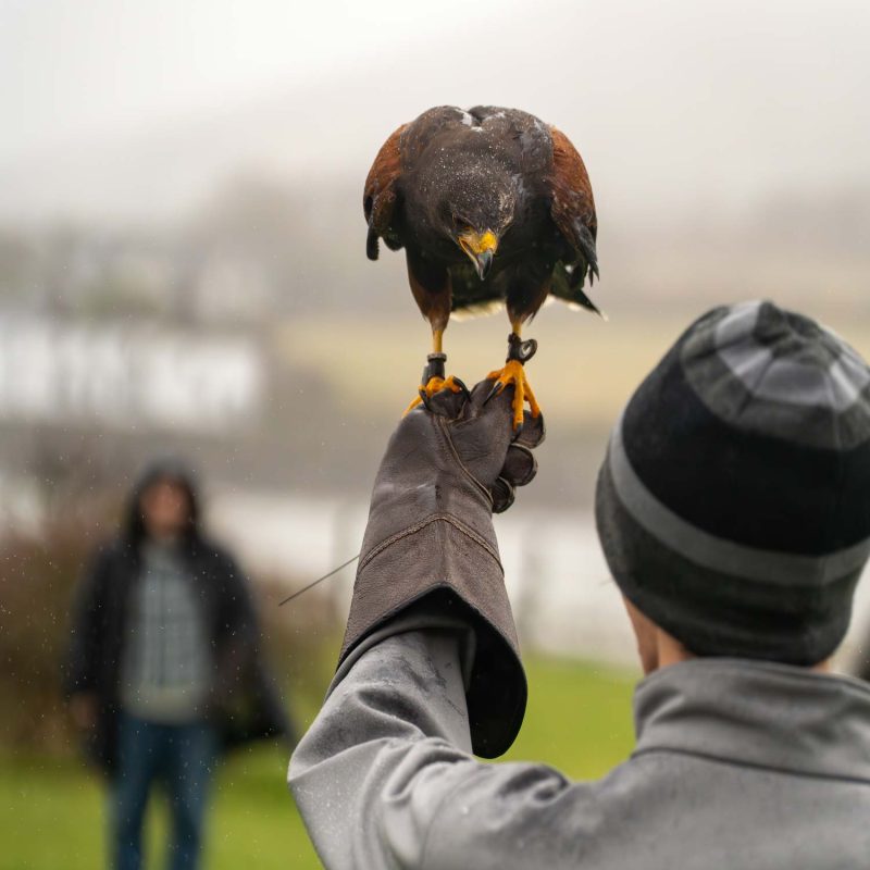 A bird looking at a man