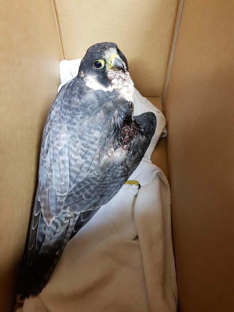 A bird with an injury in a box with a towel